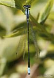 Turquoise Bluet Enallagma divagans
