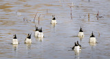 Behold, The Pintail