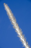 Winter's Yucca