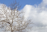 Early Spring Sky