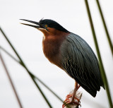 Call of the Green Heron