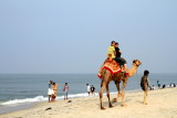 Camel ride, Alappuzha beach, Alappuzha, Kerala