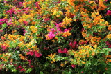 Bougainvillea, Lalbagh Botanical Gardens, Bangalore