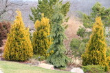 Yellow Fir, Photo Walk April 2013, Chicago Botanic Garden