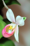 Cypripediem Maria, Orchid, Illinois Orchid Society Show and Sale, Chicago Botanic Garden