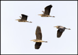 Grey Heron at Lake Bergunda (Gråhäger kollage) - 4 pictures