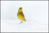 Yellow Bunting - Norway