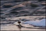 Dipper (strömstare) at Kalixälven - Lapland