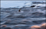 Dipper (strömstare) at dusk - Kalixälven / Lapland