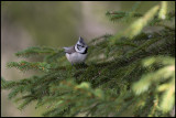 Crested Tit (Tofsmes) - Kårestad