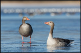 Trying to break the ice - Greylag Geese at Lidhemssjön