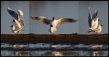 Mating season begins - Black-headed Gulls at Trönninge Halmstad