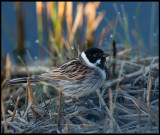 Common Reed Bunting (Sävsparv) - Trönninge