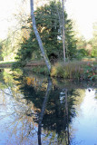 Mirror Images