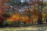 Autumn colour