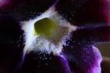 Macro