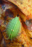 23 Crowned Slug Caterpillar 6257