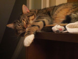 05 Hobbes' hard life 6298