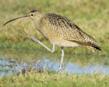 long-billed curlew BRD0465.JPG