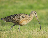long-billed curlew BRD4251.JPG