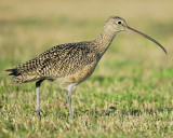 long-billed curlew BRD4269.JPG