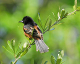 orchard oriole BRD7103.JPG