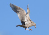 Glaucous Gull (Larus hyperboreus) - vittrut