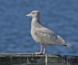Glaucous Gull (Larus hyperboreus) - vittrut