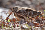 Eurasian Woodcock (Scolopax rusticola) - morkulla