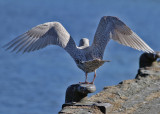 Glaucous Gull (Larus hyperboreus) - vittrut