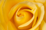 7 March: Rose Central