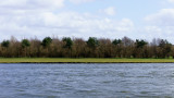 15 April: Line of Trees