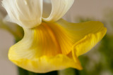 23 April: Lily
