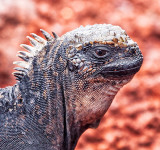 Galápagos