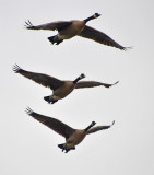 Three Levels of Geese