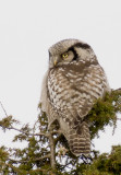 Northern Hawk-Owl (Hökuggla) Surnia ulula P1230678.jpg