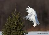 Harfang des Neiges Mâle / Snowy Owl Male IMG_5159