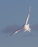 Harfang des Neiges Mâle / Snowy Owl Male IMG_3890.jpg