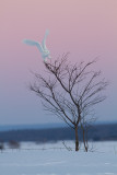 Harfang des Neiges Mâle / Snowy Owl Male