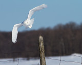 Harfang des Neiges Mâle / Snowy Owl Male IMG_3663.jpg