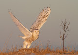 Harfang des Neiges / Snowy Owl