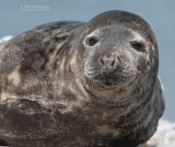 Grijze Zeehond - Grey seal - Halichoerus grypus
