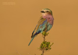 Vorkstaartscharrelaar - Lilac-breasted Roller - Coracias caudatus