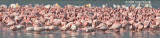 Kleine Flamingo - Lesser Flamingo - Phoenicopterus minor