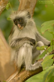 Zanzibar rode colobus - Zanzibar red colobus monkey - Procolobus kirkii