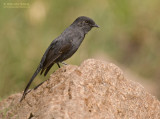 Kaapse Drongovliegenvanger - Southern Black-Flycatcher - Melaenornis pammelaina