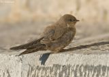 Rotszwaluw - Gragmartin - Ptyonoprogne rupestris