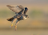 peregrine juvenile