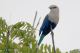 Blauwbuikscharrelaar - Blue-bellied Roller - Coracias cyanogaster