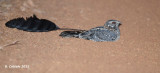Viervleugelnachtzwaluw - Standard-winged Nightjar - Macrodipteryx longipennis